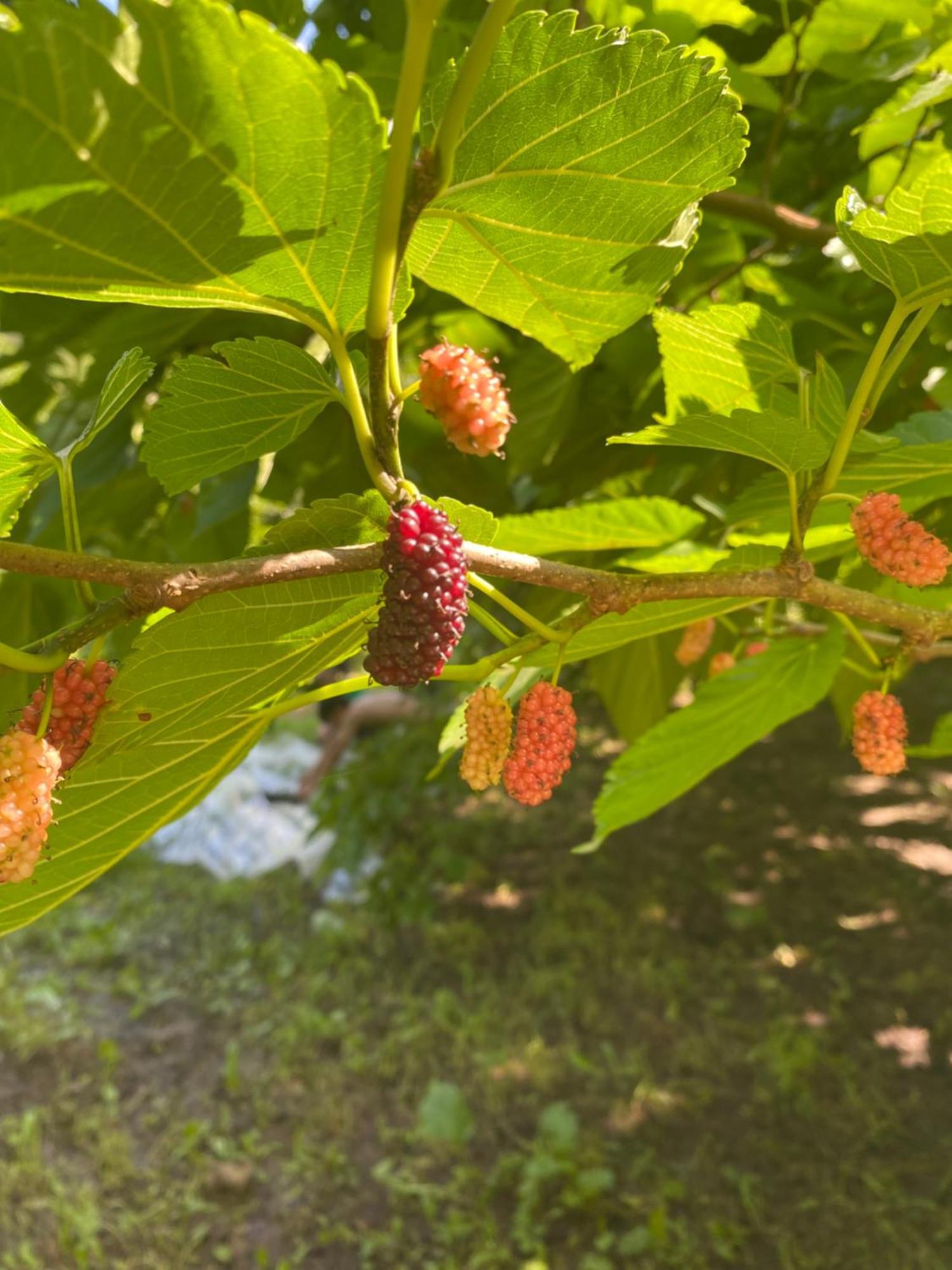 Tereza Glamping Ξενοδοχείο Sanain Εξωτερικό φωτογραφία