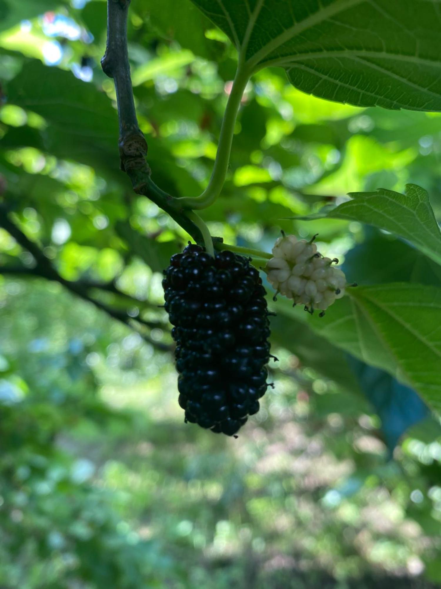 Tereza Glamping Ξενοδοχείο Sanain Εξωτερικό φωτογραφία